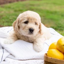 Goldendoodle Puppies from Ellie's Goldendoodles