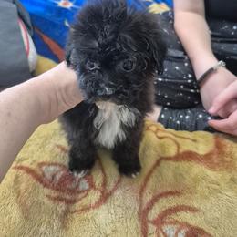 Sadie - Black & white female Maltipoo puppy in Everett, Washington from Meadows Ranch