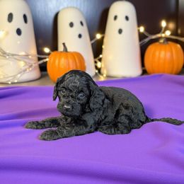 Freddy - Black male Cockapoo puppy in Sparta, Missouri from Sis' Doodles & Poodles