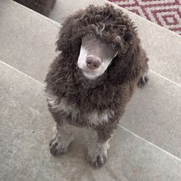 Poodle Puppies from Cosmic Caliber Standard Poodles