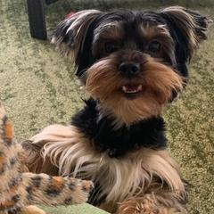 Yorkshire Terriers from “Life of Riley” Yorkies of Florida