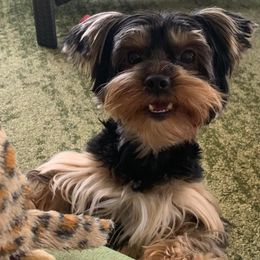 Yorkshire Terriers from “Life of Riley” Yorkies of Florida