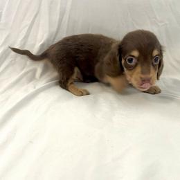 Light Blue - Chocolate and cream male Dachshund puppy in Silver Springs, Florida from DeMarsh's Dachshunds