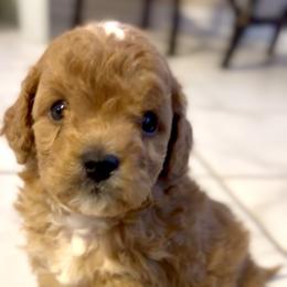 Elmo - Red male Cavapoo puppy in Liberty Hill, Texas from Cuddlebug Cavapoos of Austin