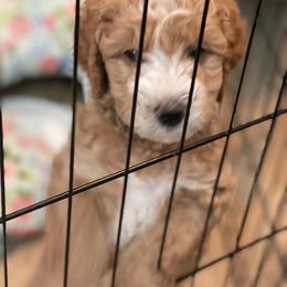 Goldendoodle Puppies from Honeybear Doodles