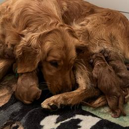 Girl 2 - Dark golden female Golden Retriever puppy in Lebanon, Oregon from Dark Goldens on Hilltop