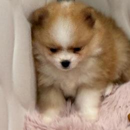 Rose Bud 'Rosie' - Orange parti female Pomeranian puppy in Palatka, Florida from Sugarland Pomeranians