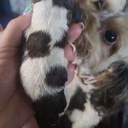 Nicolas - Brown and white male Cockapoo puppy in Larimer County, Colorado from Puppy Love Doodles