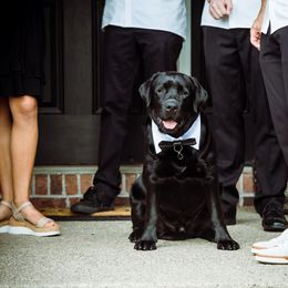 Labrador Retriever Puppies from Showtime Labradors