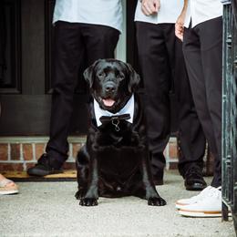 Labrador Retriever Puppies from Showtime Labradors