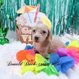 Donald Duck - Cream male Dachshund puppy in Prairieville, Louisiana from Southern Barron Danes & Dachshunds