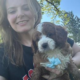 Ace - Red male Cavapoo puppy in Mint Hill, North Carolina from DoodleForever