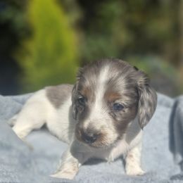 Max - Dapple male Dachshund puppy in Auburn, Alabama from Labor of Love