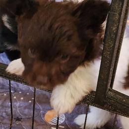 Stormy - Parti male Poodle puppy in Tyner, Kentucky from Tanner's Majestix Kennels