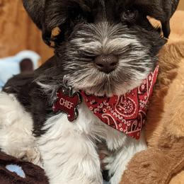 Miniature Schnauzer Puppies from Fraizer Farms