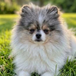 Pomeranians from Simon Pomeranians