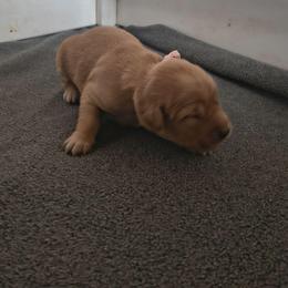 Peach- Light pink collar (3rd pick female) - Dark golden female Golden Retriever puppy in Tenino, Washington from Oak River Goldens'