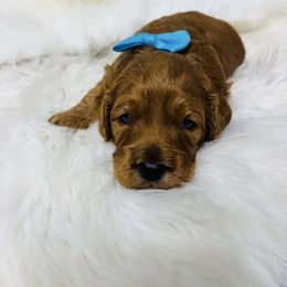 Bug - Red male Cavapoo puppy in Nixa, Missouri from Davis Family Doodles