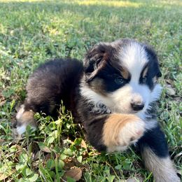 Australian Shepherd Puppies from Spicewood Mini Aussies