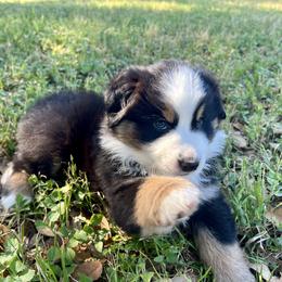 Australian Shepherd Puppies from Spicewood Mini Aussies