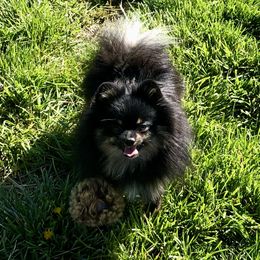 Oliver - Pomeranian