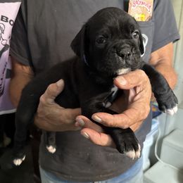 Bolt - Brindle male Boxer puppy in Taft, Tennessee from Hillbillie Boxers
