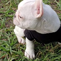 French Bulldogs from Blu Sapphire Frenchies