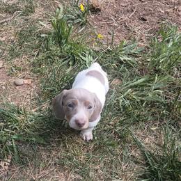 Taco - Fawn (isabella) and tan male Dachshund puppy in Sacramento, California from Family and Farm Friendly Dachshund