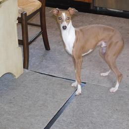 Andretti - Italian Greyhound