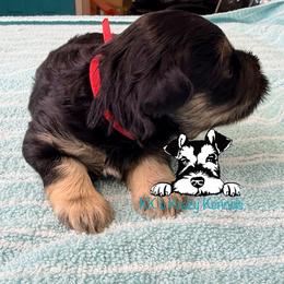 Red collar - Black and silver male Miniature Schnauzer puppy in Kaufman, Texas from KK’s Krazy Kennels