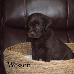 Wesson - Chocolate male Labrador Retriever puppy in Hillman, Michigan from Northrop Farm
