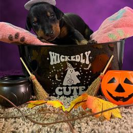 Light Pink Collar - Black and rust female Doberman Pinscher puppy in Canton, Ohio from Aaliyah’s Dobies