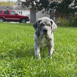 Great Dane Puppies from BkB’s House of Danes