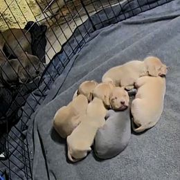 Blue Lacy Puppies from Red River Blue Lacys