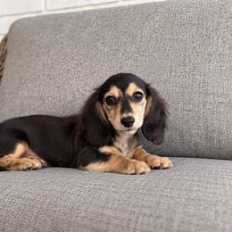 Birdie - Black and cream female Dachshund puppy in Hope, Arkansas from Duckett Lane Dachshunds