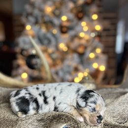 Miniature Australian Shepherd Puppies from Quartz Creek Aussies