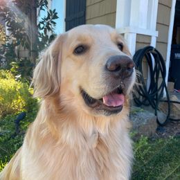 Sadie - Golden Retriever