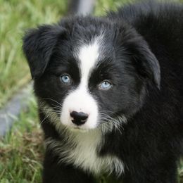 Australian Shepherd and Miniature Australian Shepherd Puppies from Gleiming Stars Aussie