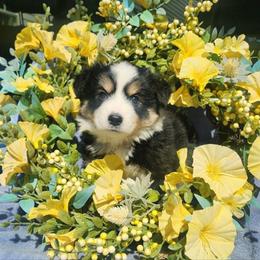 Louise - Black tri female Miniature Australian Shepherd puppy in Sandown, New Hampshire from Ashby Lou Aussies