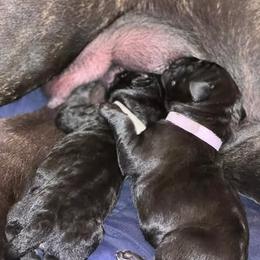 Cane Corso Puppies from Nuovo Inizi Kennels