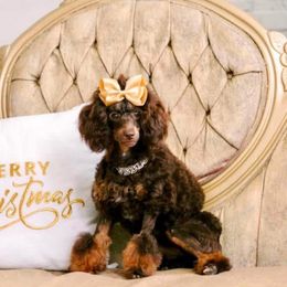 Coco - Poodle