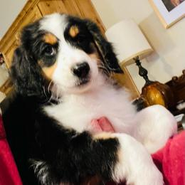 Boy 3 - Tri-color  male Golden Aussiedoodle puppy in Santaquin, Utah from Wild Rose Tiny Poodles & Doodles