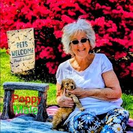Poppy - Red  female Goldendoodle puppy in Weaverville, North Carolina from Beloved Goldendoodles, LLC.
