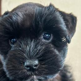 Miniature Schnauzers from Rolling Hills Schnauzers