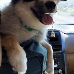 Pomeranian, Pomsky, and Siberian Husky Puppies from Pine & Sea Poms and Pomskies