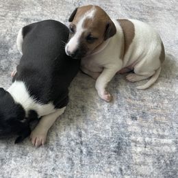 Italian Greyhound Puppies from Bahia Verde’s Kennels
