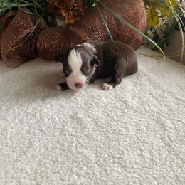 Autum - Red & white female Miniature Australian Shepherd puppy in Oroville, Washington from High Mountain Aussies