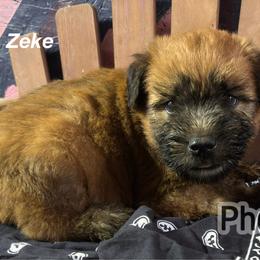 Zeke - Wheaten male Soft Coated Wheaten Terrier puppy in Gladewater, Texas from Felicias Swheaties
