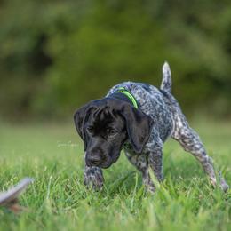 German Shorthaired Pointer and Vizsla Puppies from Nosam Kennels