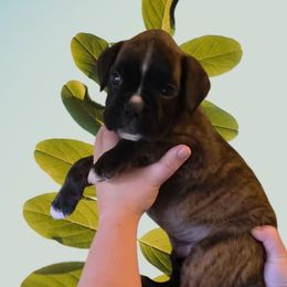 Chance -Brindle Boy - Brindle male Boxer puppy in Red Boiling Springs, Tennessee from Silver Rain